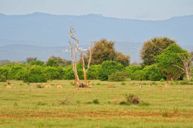Savanadaki bir ceylanın resmi.
