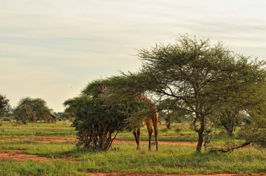 Savanada bir zürafa resmi.