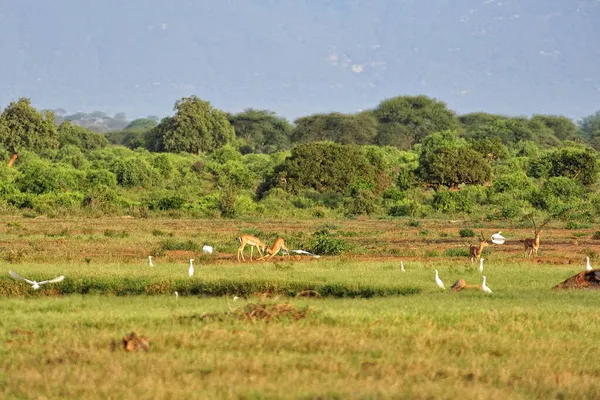 Una Foto Una Gazzella Nella Savana — Foto Stock