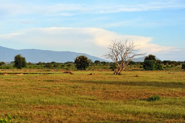 Una Bella Immagine Paesaggio Selvaggio Africano — Foto Stock
