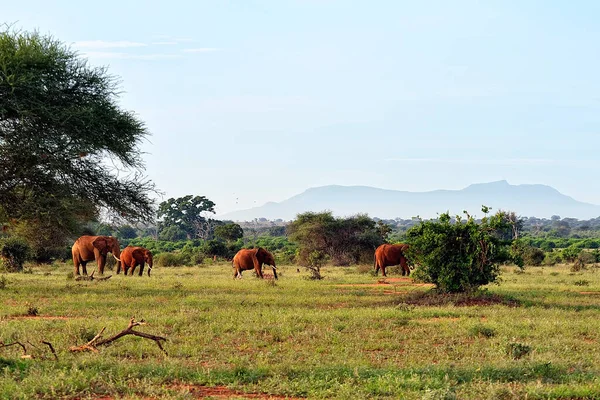 Una Foto Alcuni Elefanti Nella Savana — Foto Stock