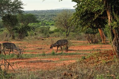 Savanadaki bir Gnu resmi.