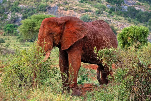 Una Foto Unos Elefantes Sabana —  Fotos de Stock