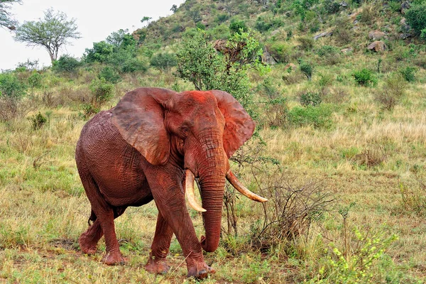Картина Слонов Саванне — стоковое фото