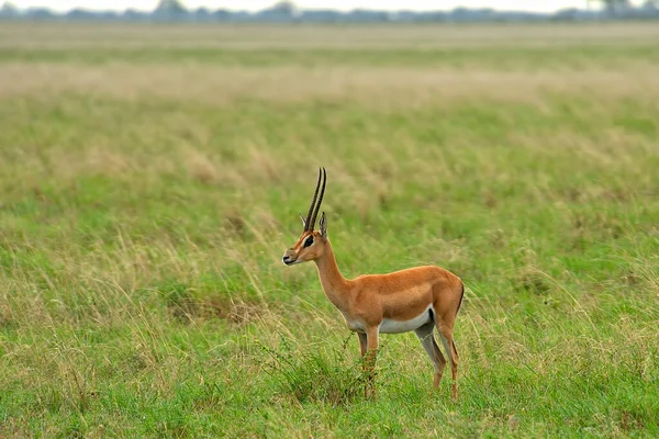 Een Schilderstuk Van Een Gazelle Savanne — Stockfoto