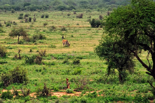 Picture Gnu Savanna — Stock Photo, Image