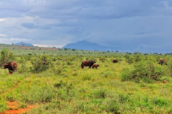 Uma Imagem Alguns Búfalos Savana — Fotografia de Stock