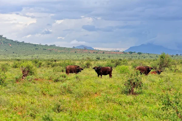 草原上的一些水牛的照片 — 图库照片