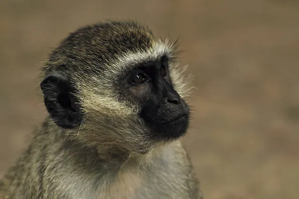 Een Schilderstuk Van Een Kleine Aap Loof — Stockfoto