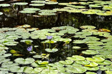 Göldeki güzel bir nilüfer çiçeğinin resmi.