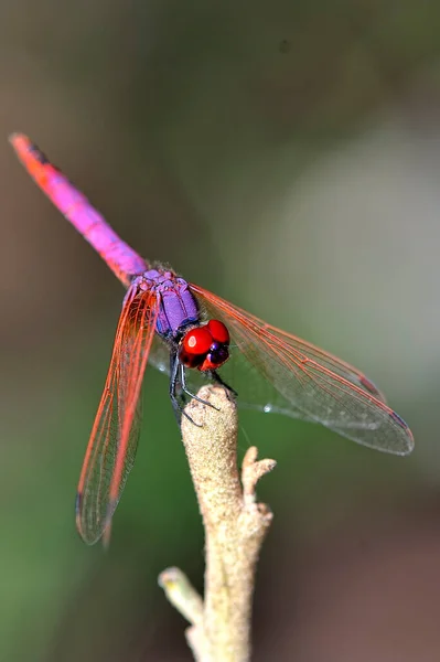 Une Belle Photo Une Libellule Repos Colorée — Photo