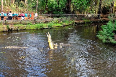 Suda bir timsah resmi.