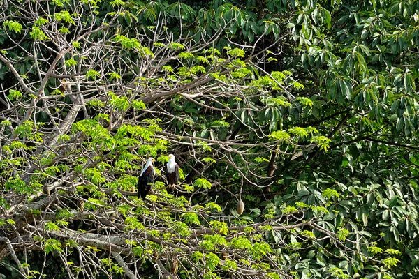 Immagine Rapace Mezzo Alla Natura — Foto Stock