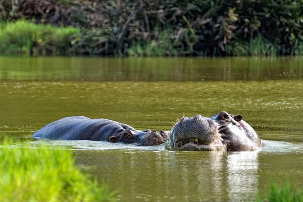 Una Foto Gran Hipopótamo Sabana —  Fotos de Stock