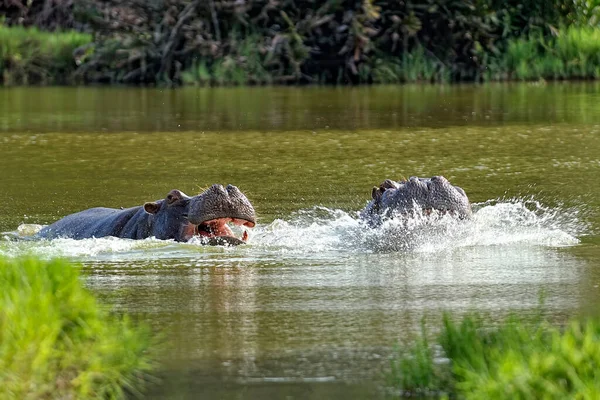 Une Photo Gros Hippopotame Dans Savane — Photo