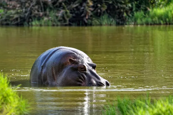 Bild Stor Flodhäst Savannen — Stockfoto