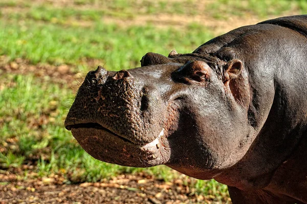 Una Foto Gran Hipopótamo Sabana —  Fotos de Stock
