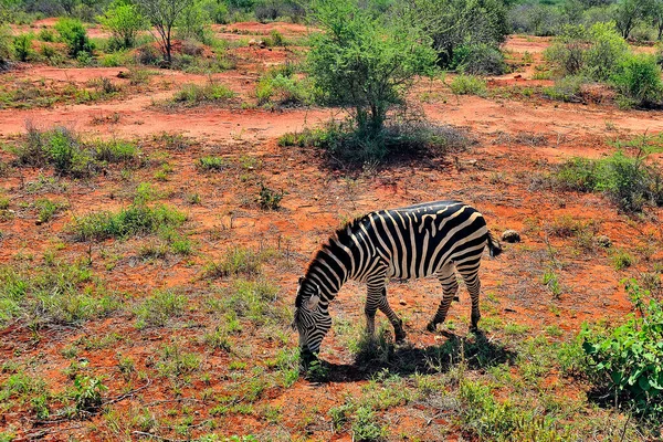 Uma Imagem Algumas Zebras Com Suas Listras Preto Branco — Fotografia de Stock