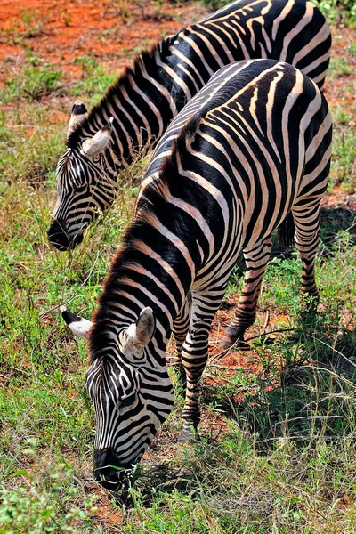 Picture Some Zebras Whit Black White Stripes — Stock Photo, Image