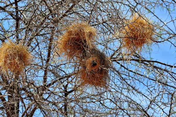 둥지의 — 스톡 사진