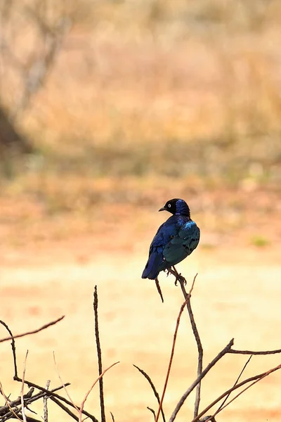 Ein Bild Von Einem Kleinen Vogel Freier Wildbahn — Stockfoto