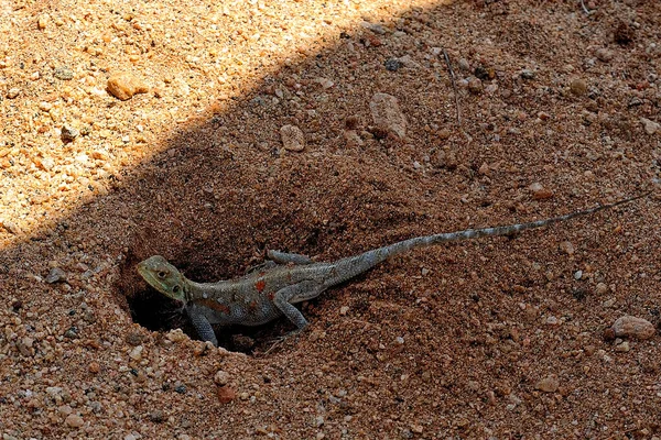 Vahşi doğada bir kertenkele resmi.