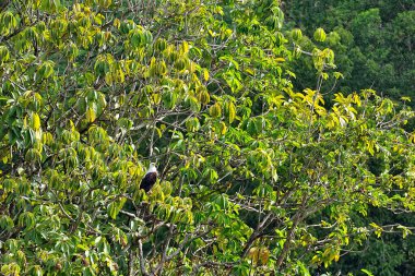 Vahşi doğada bir yırtıcı kuşun resmi.