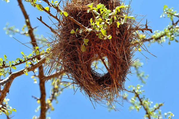 Picture Bird Nest Tree — Stock Photo, Image