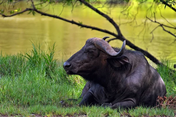 Une Photo Quelques Buffles Dans Savane — Photo