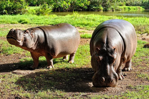 Een Foto Van Een Aantal Grote Nijlpaarden Savanne — Stockfoto