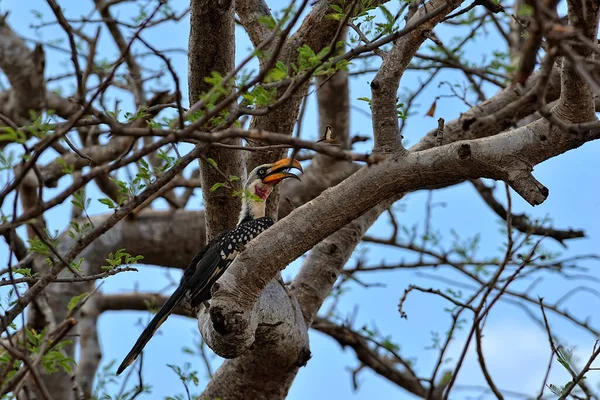 Ein Bild Von Einem Jackson Hornbill Auf Dem Baum — Stockfoto