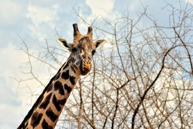 Savanada bir zürafa resmi.