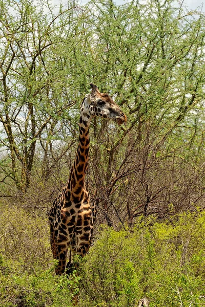 Savanada Bir Zürafa Resmi — Stok fotoğraf