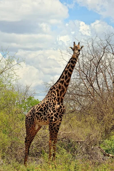 Une Photo Une Girafe Dans Savane — Photo