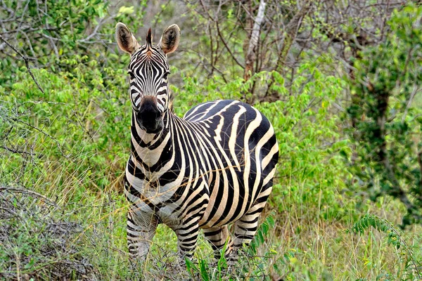 Uma Imagem Algumas Zebras Com Suas Listras Preto Branco — Fotografia de Stock