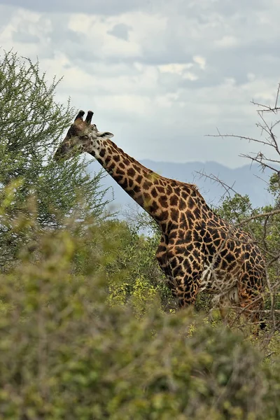 Une Photo Une Girafe Dans Savane — Photo