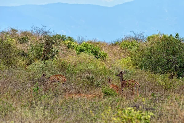 Een Schilderstuk Van Een Gazelle Savanne — Stockfoto