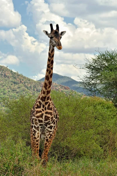 Das Bild Einer Giraffe Der Savanne — Stockfoto