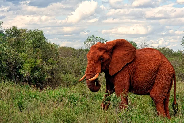 Ein Bild Von Elefanten Der Savanne — Stockfoto