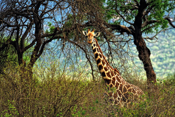 A picture of a giraffe in the savanna
