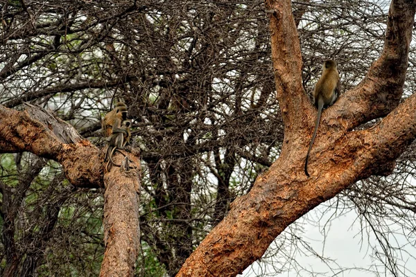 Uma Imagem Pequeno Macaco Nas Folhas — Fotografia de Stock