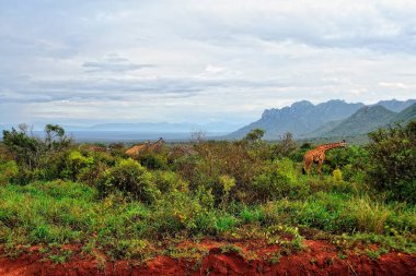 Savanada bir zürafa resmi.