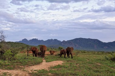 Savanadaki bazı fillerin resmi.
