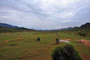 Afrika 'nın vahşi doğasının güzel bir resmi.