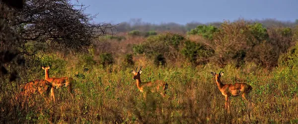 Una Foto Una Gazzella Nella Savana — Foto Stock