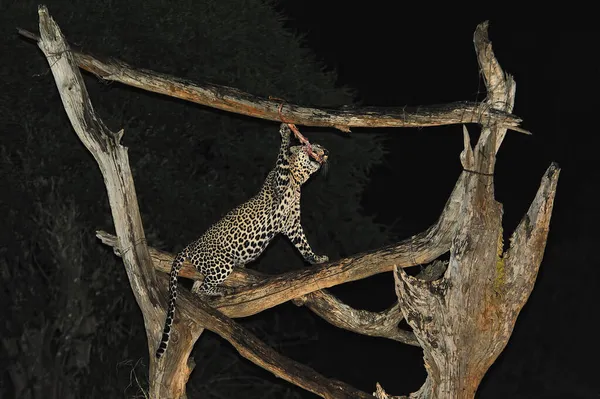 Una Foto Leopardo Mientras Come — Foto de Stock