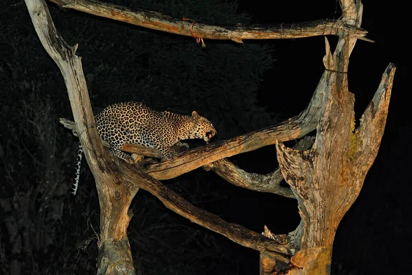 Una Foto Leopardo Mientras Come — Foto de Stock