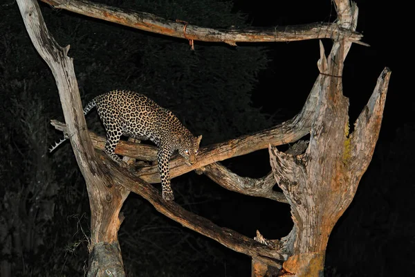 Una Foto Leopardo Mientras Come — Foto de Stock
