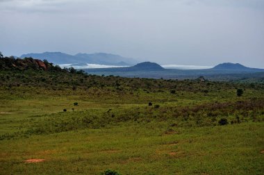 Afrika 'nın vahşi doğasının güzel bir resmi.