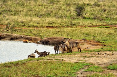 Savanadaki bir ceylanın resmi.